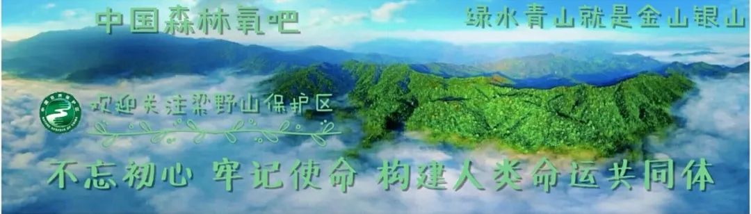 梁野山保护区LOGO有奖征集,就等你来!