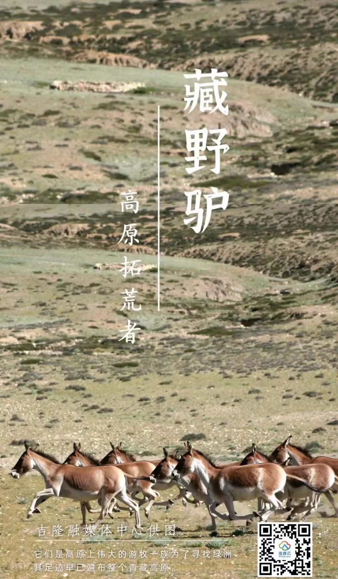 关于征集吉隆县民族团结进步品牌LOGO设计图的倡议书