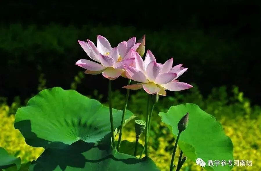崔海岭专栏 | 痴 荷(外三首)