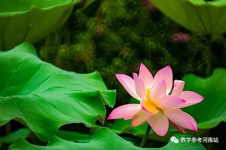 崔海岭专栏 | 痴 荷(外三首)