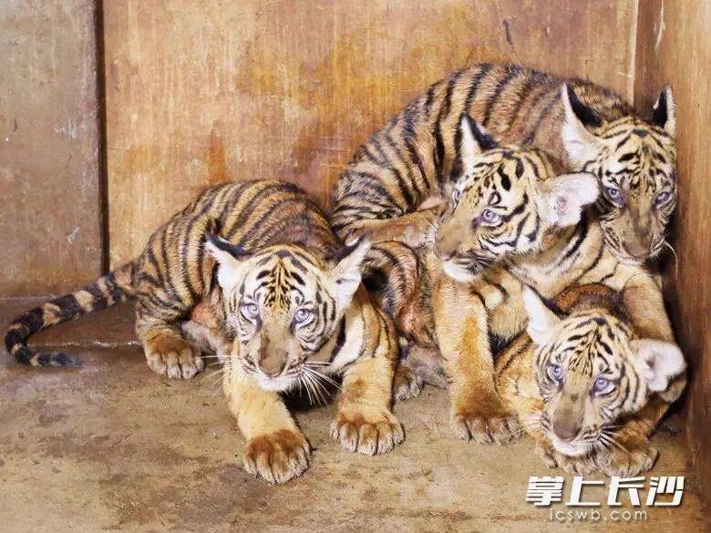 虽然4只小老虎刚满百日,但虎虎生威且萌态十足。图片均为长沙晚报全媒体记者 贺文兵 通讯员 刘姝伶 摄 英文名男有寓意朴实无华名字大全女孩取名字姓陆?