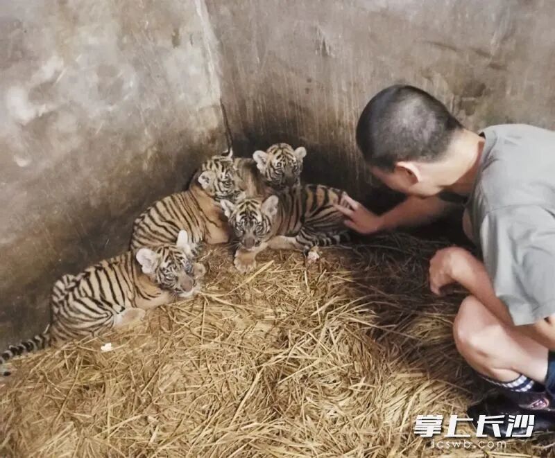 饲养员在查看虎宝的生长情况。 英文名男有寓意朴实无华名字大全女孩取名字姓陆?