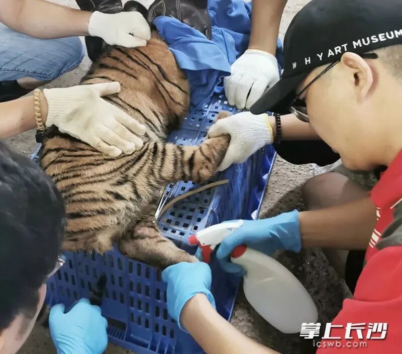 兽医给新生的华南虎崽植入“身份芯片”。 英文名男有寓意朴实无华名字大全女孩取名字姓陆?