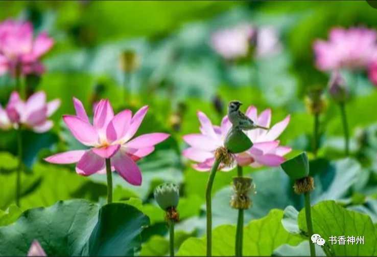 【散文苑】石凡生:沙湖荷花