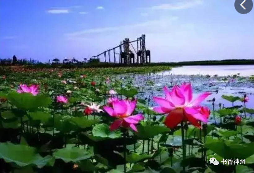 【散文苑】石凡生:沙湖荷花