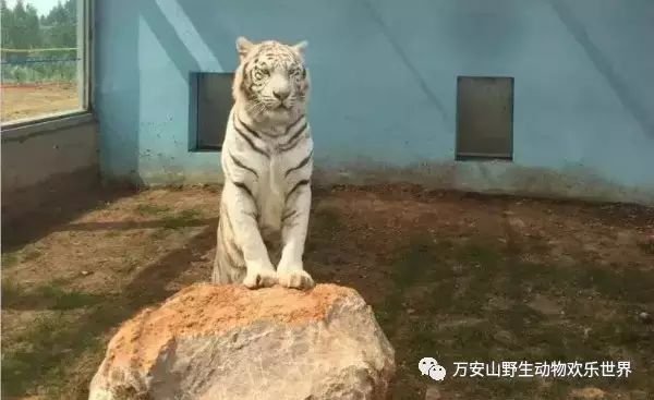 0.webp (2).jpg 万安山动物园白虎五胞胎有偿征集名字活动